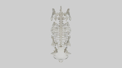 3D model Panda Skeleton model VR / AR / low-poly