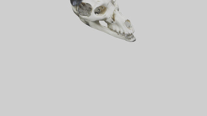 3D model Panda Skull VR / AR / low-poly