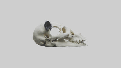 3D model Panda Skull VR / AR / low-poly
