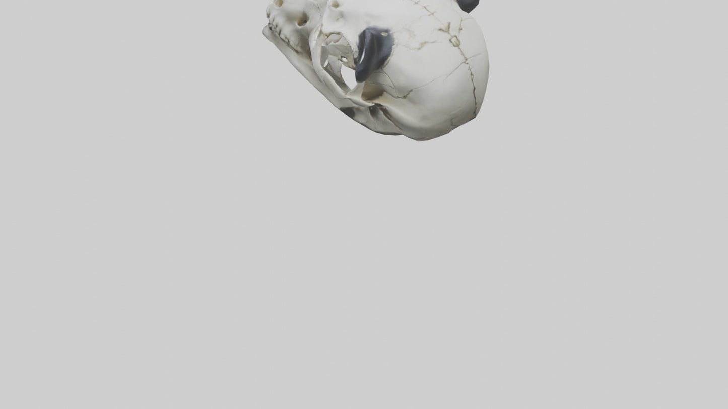3D model Panda Skull VR / AR / low-poly