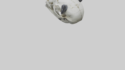 3D model Panda Skull VR / AR / low-poly