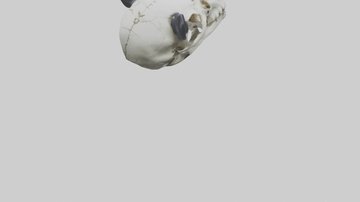 3D model Panda Skull VR / AR / low-poly