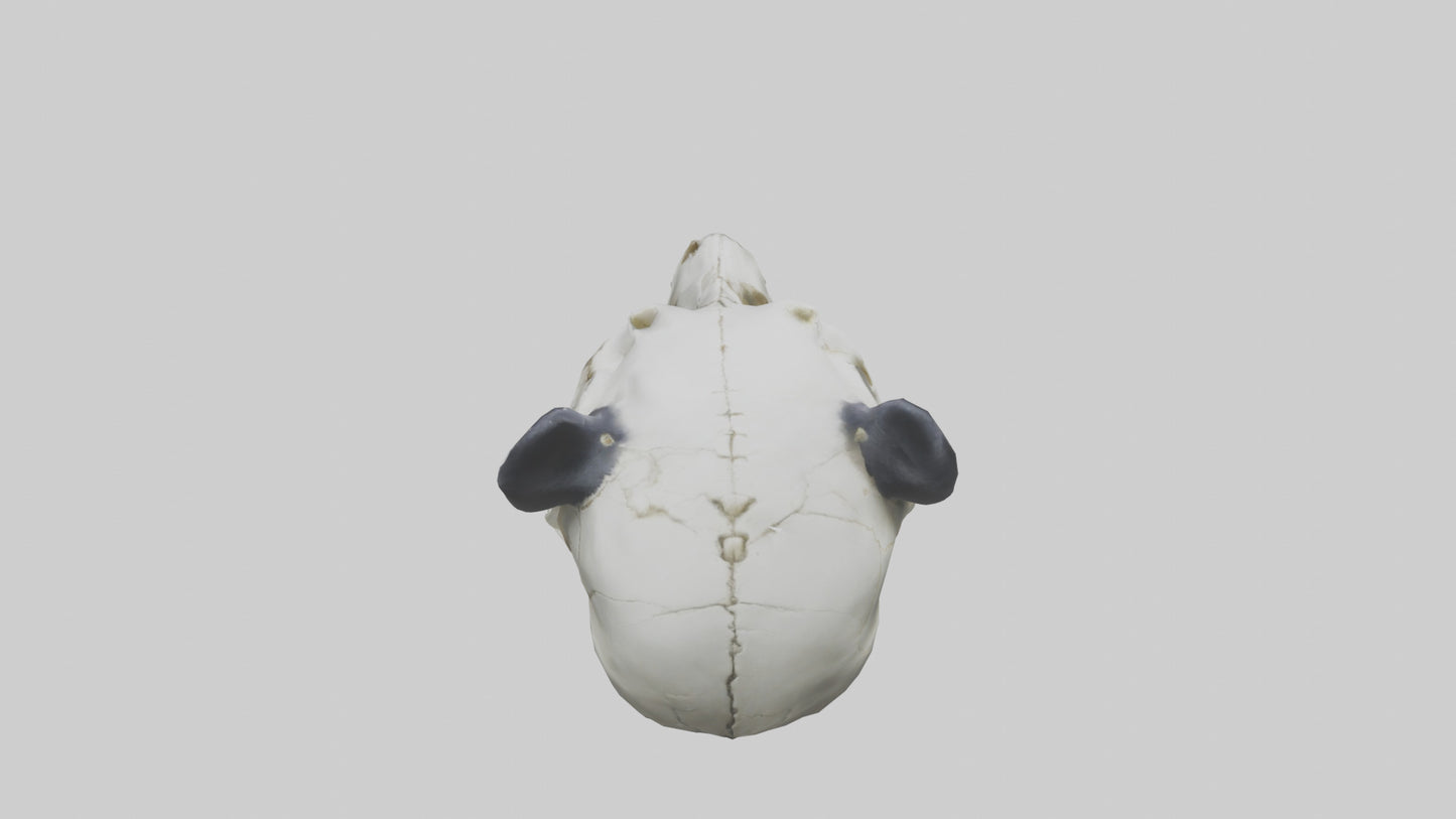 3D model Panda Skull VR / AR / low-poly