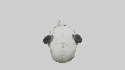 3D model Panda Skull VR / AR / low-poly