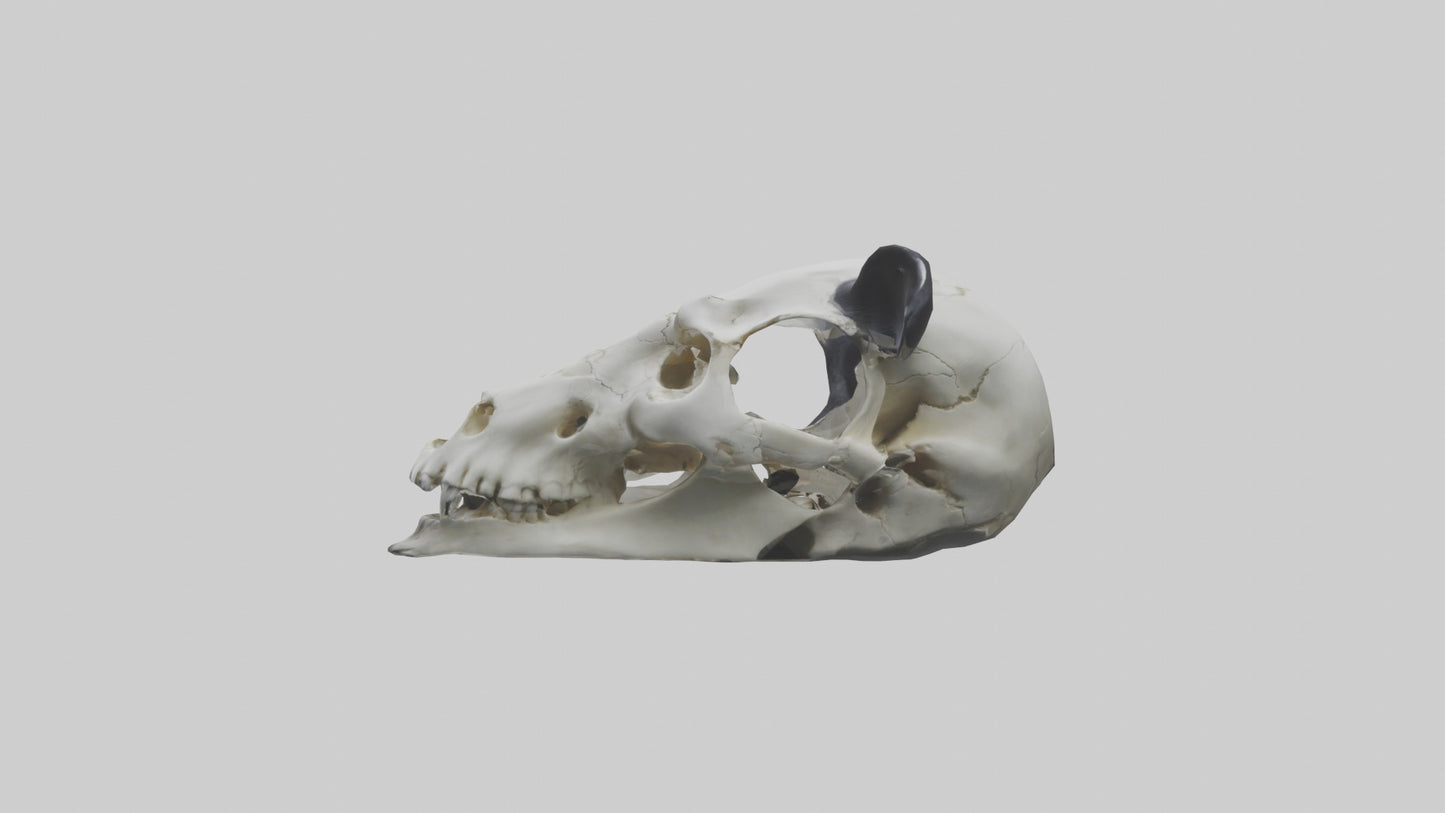 3D model Panda Skull VR / AR / low-poly