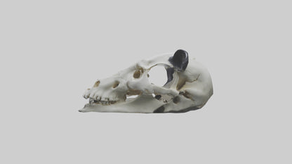 3D model Panda Skull VR / AR / low-poly