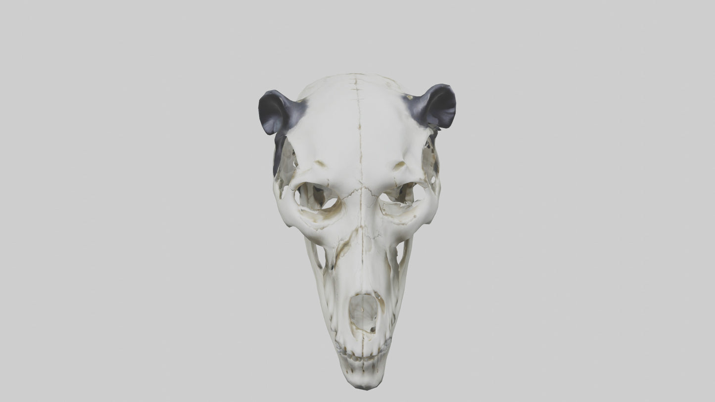 3D model Panda Skull VR / AR / low-poly