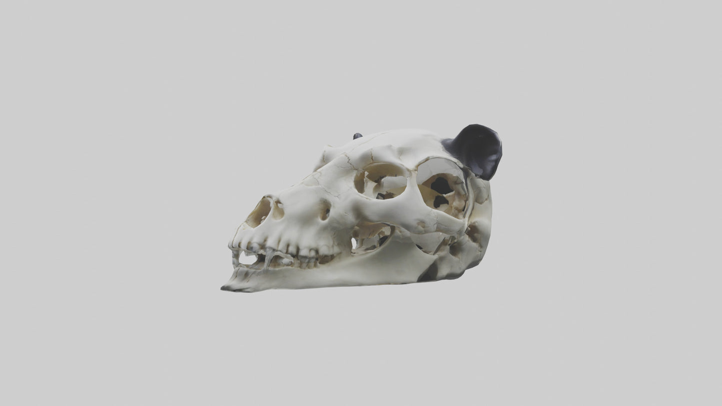 3D model Panda Skull VR / AR / low-poly