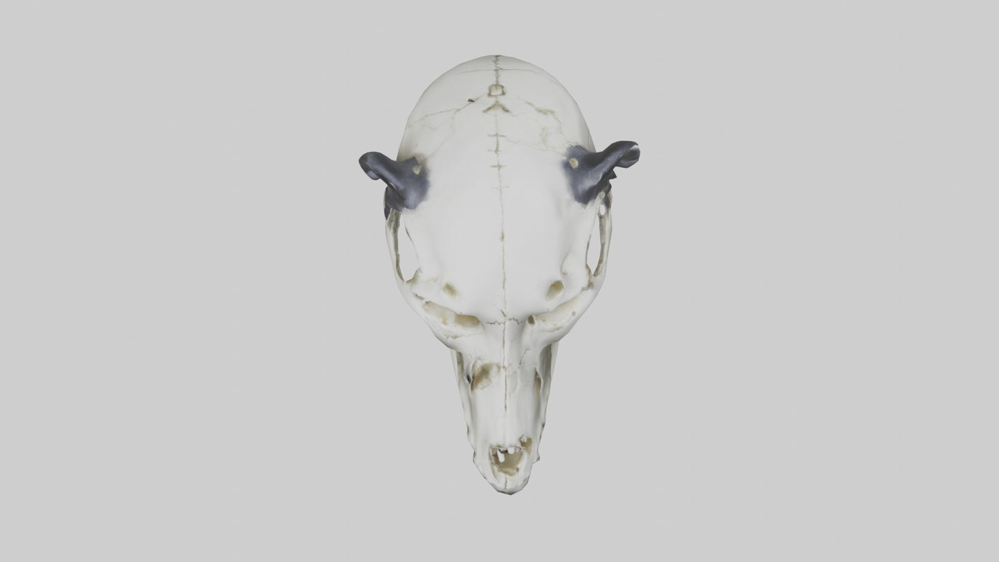 3D model Panda Skull VR / AR / low-poly
