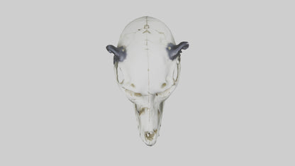 3D model Panda Skull VR / AR / low-poly