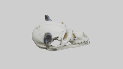 3D model Panda Skull VR / AR / low-poly