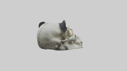 3D model Panda Skull VR / AR / low-poly