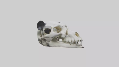 3D model Panda Skull VR / AR / low-poly