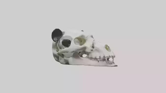 3D model Panda Skull VR / AR / low-poly