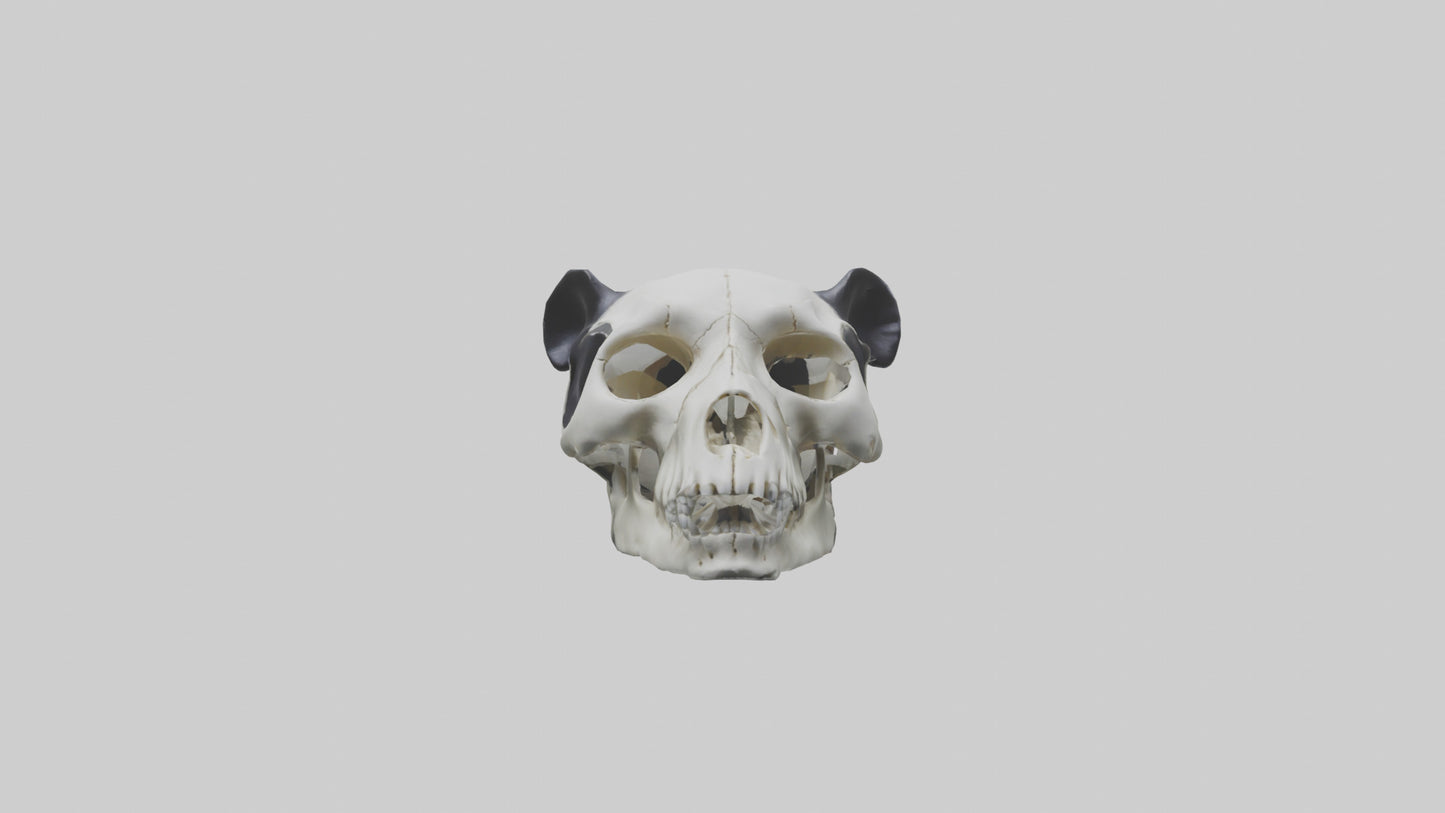 3D model Panda Skull VR / AR / low-poly