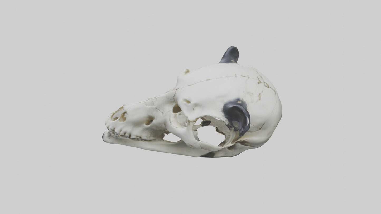 3D model Panda Skull VR / AR / low-poly
