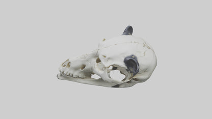 3D model Panda Skull VR / AR / low-poly