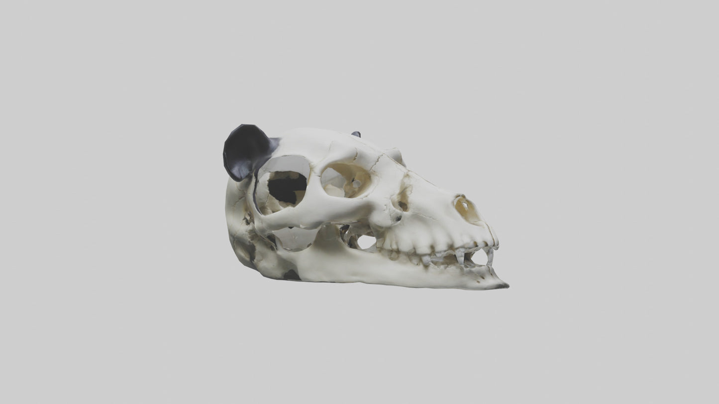 3D model Panda Skull VR / AR / low-poly