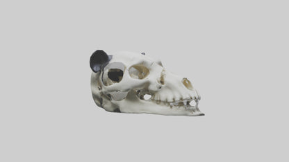 3D model Panda Skull VR / AR / low-poly
