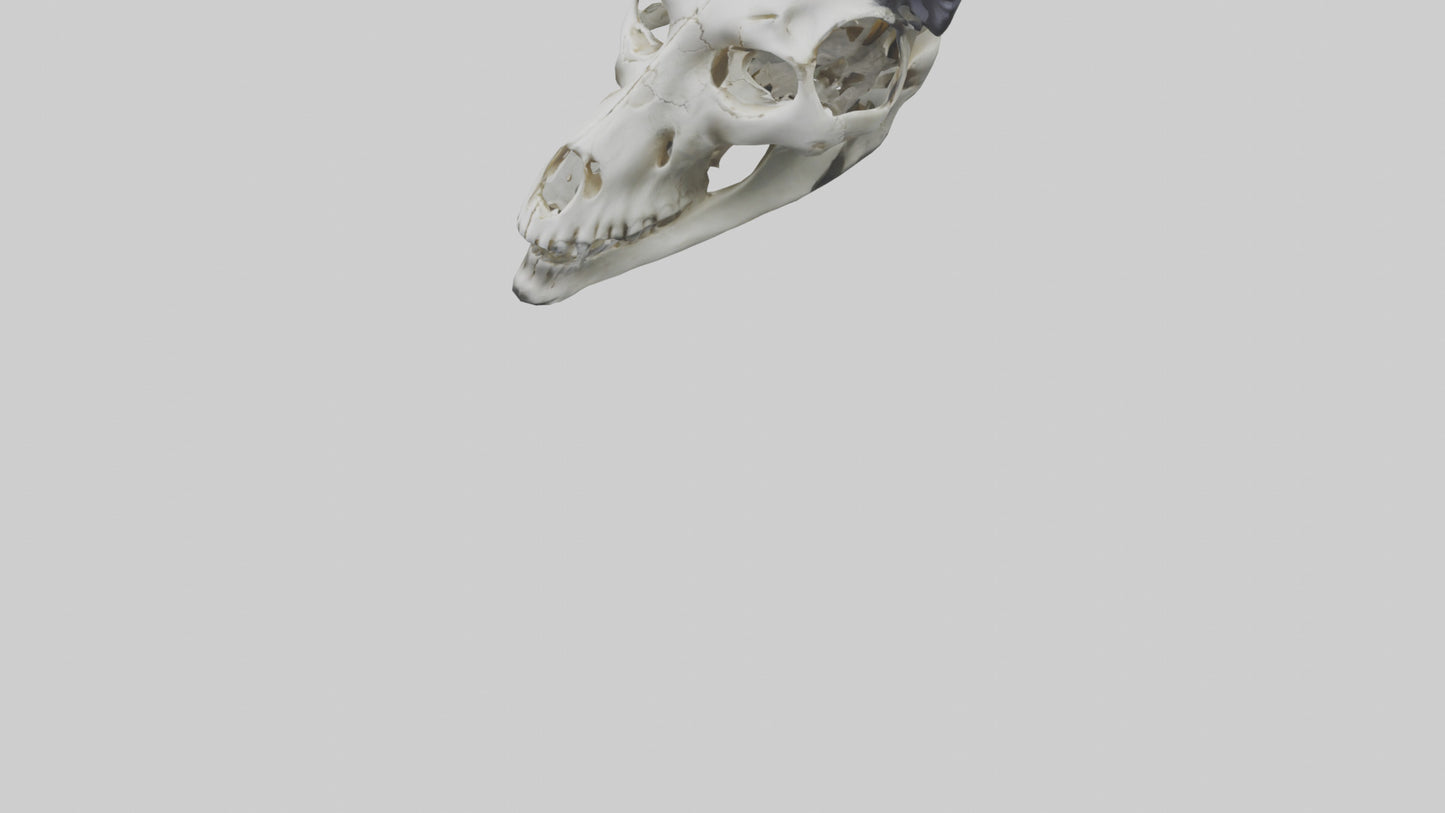 3D model Panda Skull VR / AR / low-poly