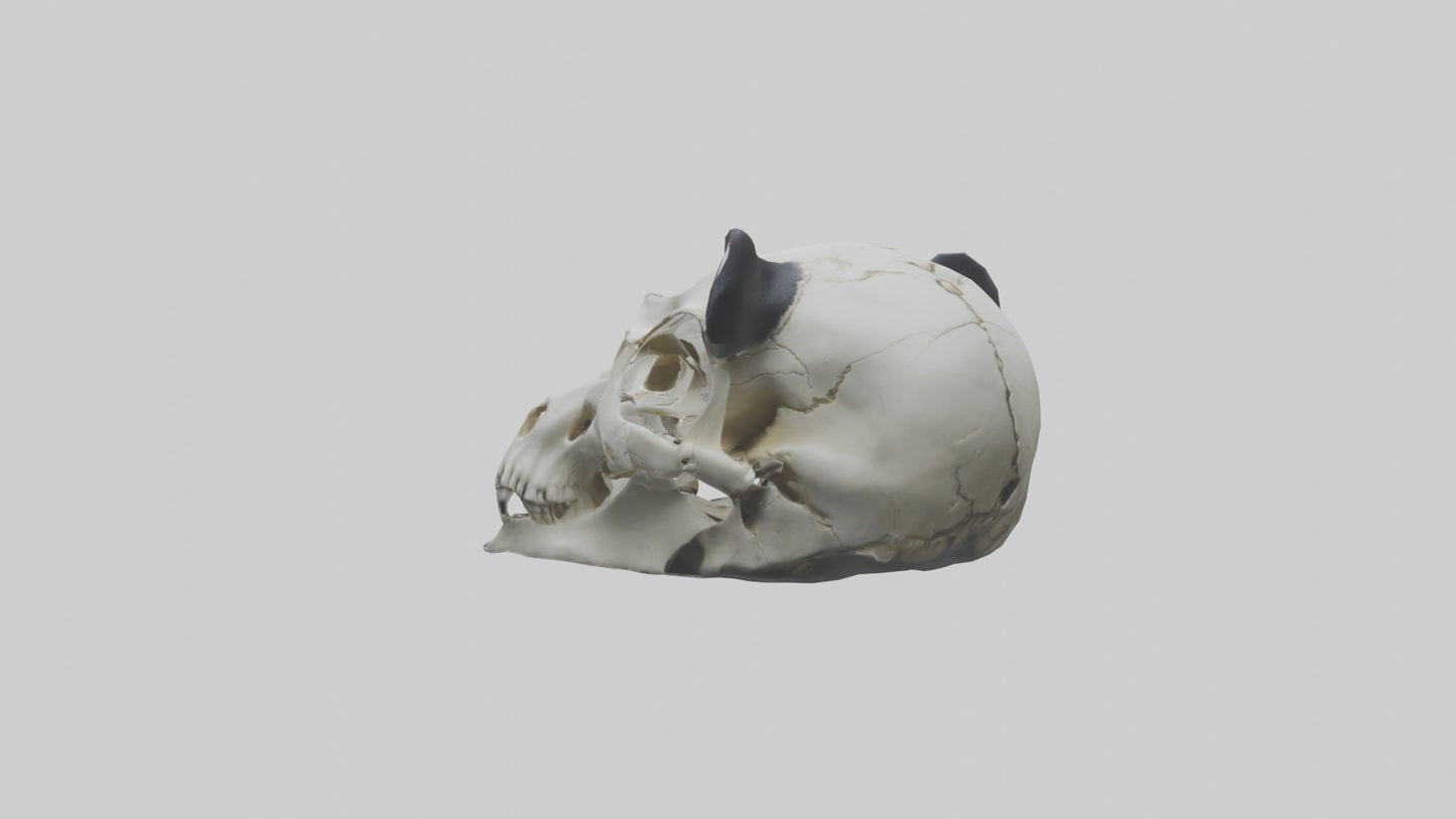 3D model Panda Skull VR / AR / low-poly
