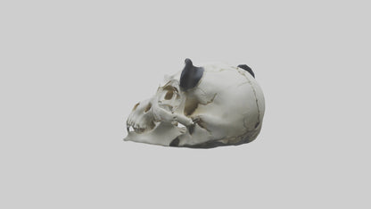 3D model Panda Skull VR / AR / low-poly