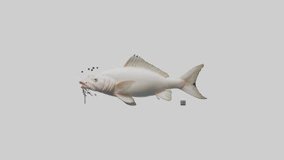3D model Pangasius Catfish swimming model VR / AR / low-poly
