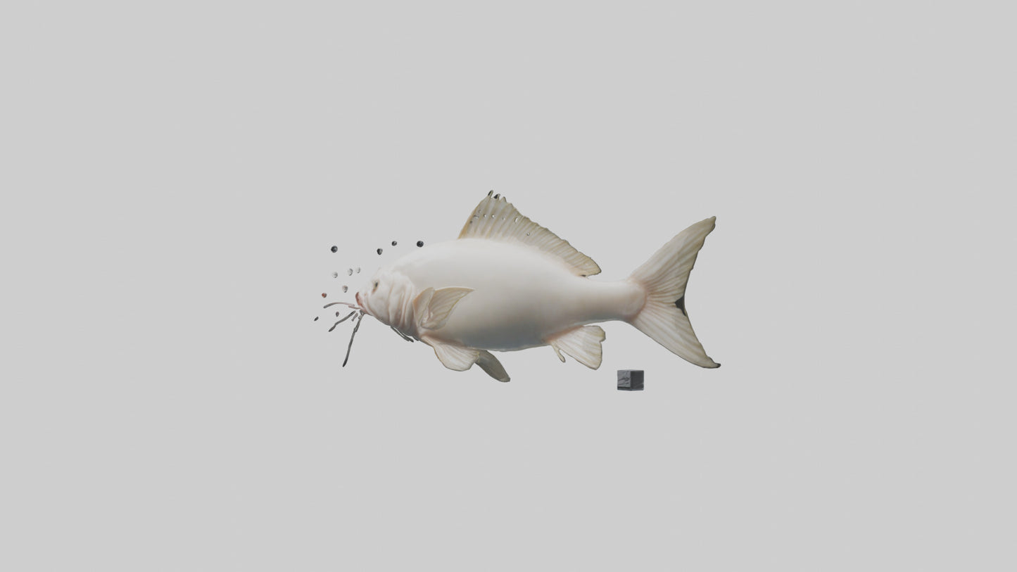 3D model Pangasius Catfish swimming model VR / AR / low-poly