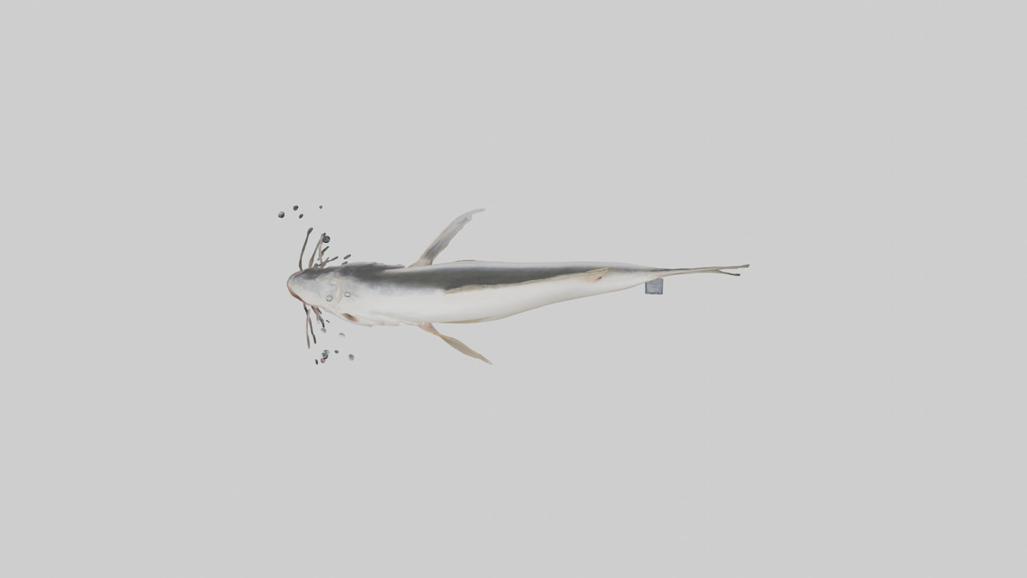3D model Pangasius Catfish swimming model VR / AR / low-poly