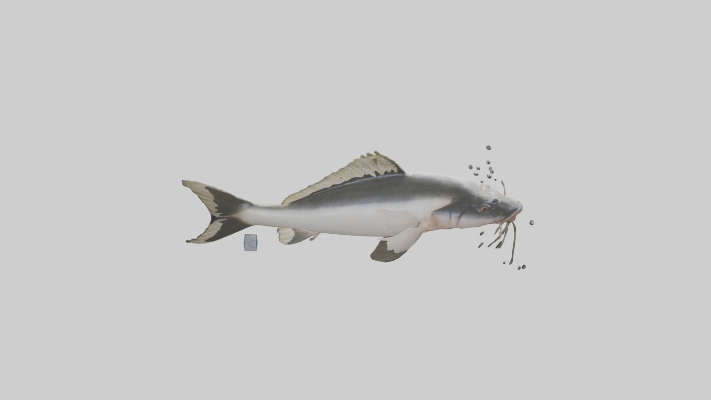 3D model Pangasius Catfish swimming model VR / AR / low-poly