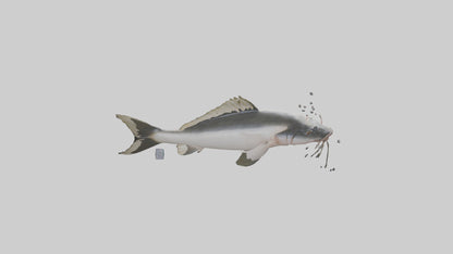 3D model Pangasius Catfish swimming model VR / AR / low-poly
