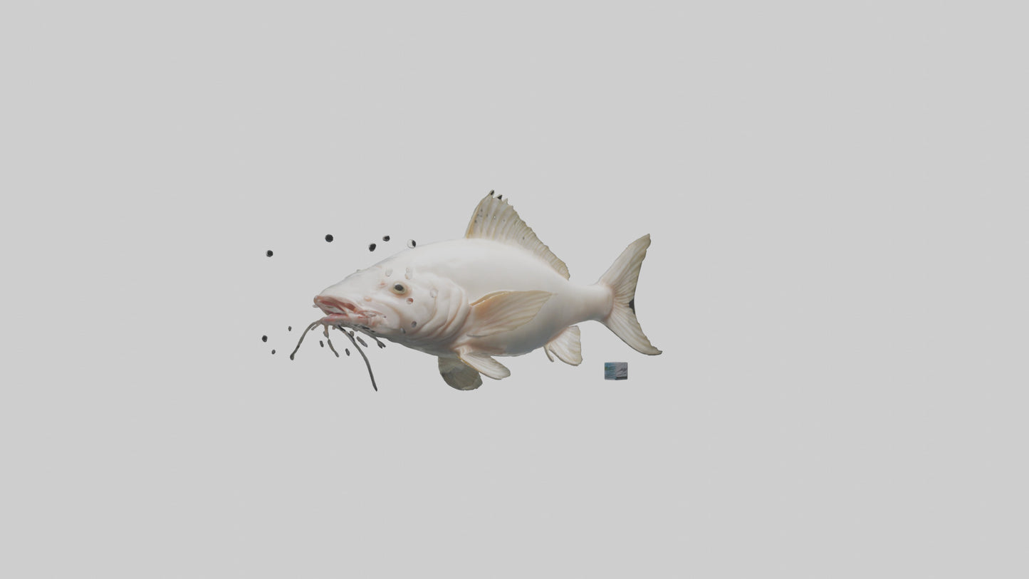 3D model Pangasius Catfish swimming model VR / AR / low-poly