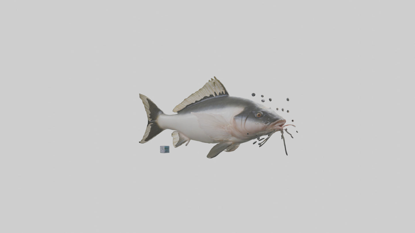 3D model Pangasius Catfish swimming model VR / AR / low-poly