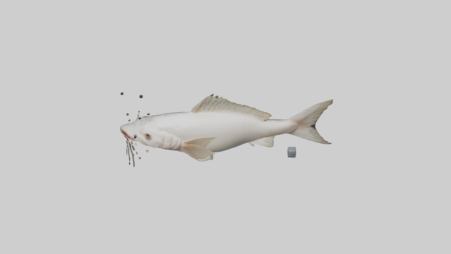 3D model Pangasius Catfish swimming model VR / AR / low-poly