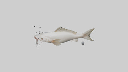 3D model Pangasius Catfish swimming model VR / AR / low-poly
