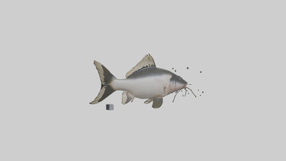 3D model Pangasius Catfish swimming model VR / AR / low-poly