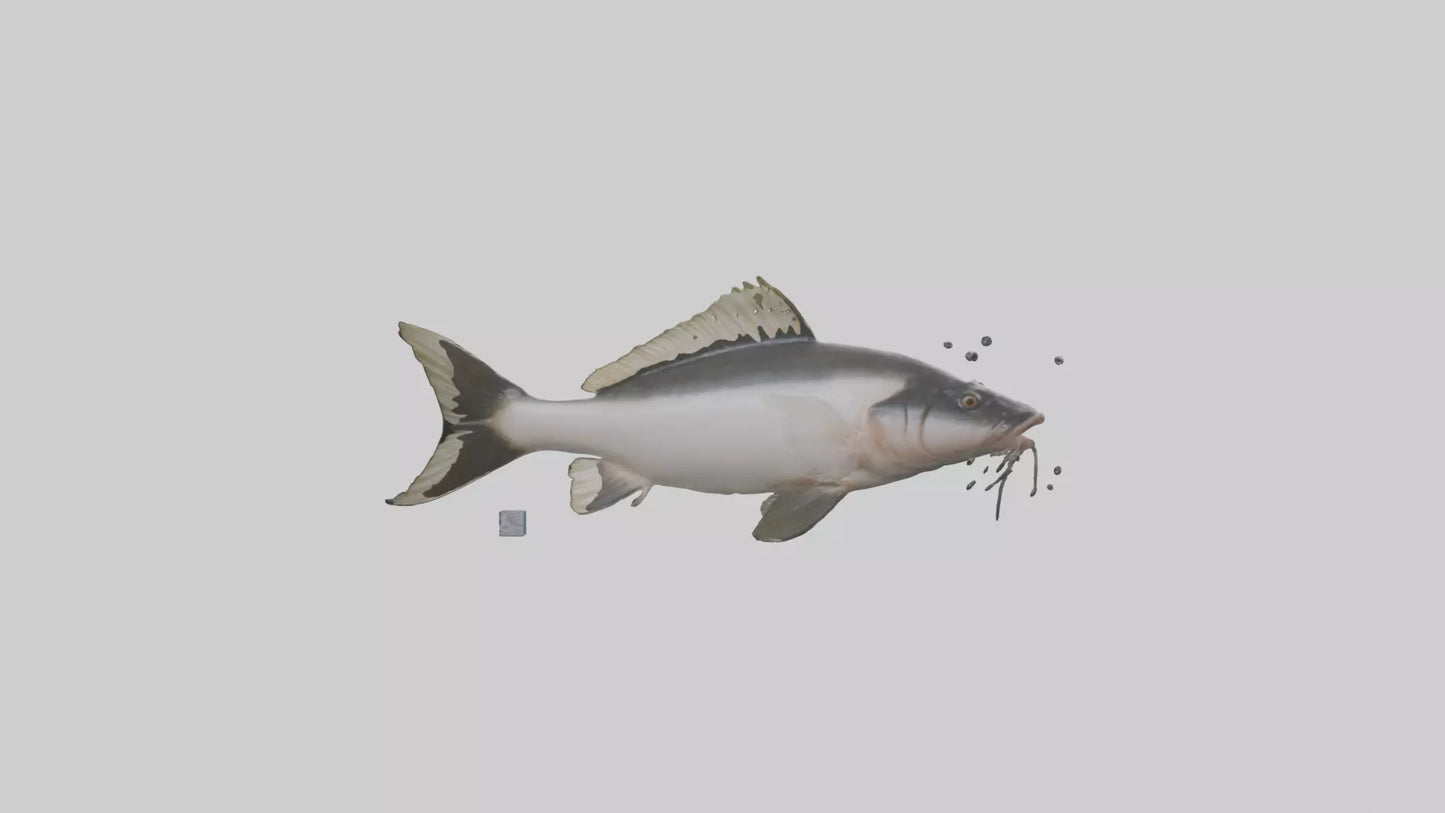 3D model Pangasius Catfish swimming model VR / AR / low-poly