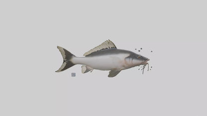 3D model Pangasius Catfish swimming model VR / AR / low-poly