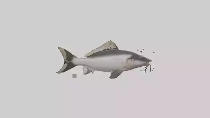 3D model Pangasius Catfish swimming model VR / AR / low-poly