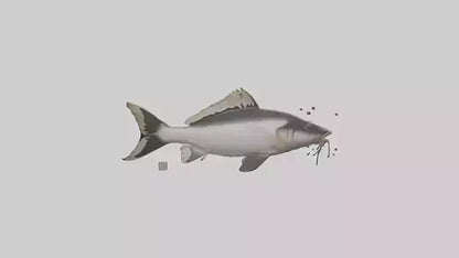 3D model Pangasius Catfish swimming model VR / AR / low-poly