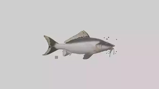 3D model Pangasius Catfish swimming model VR / AR / low-poly