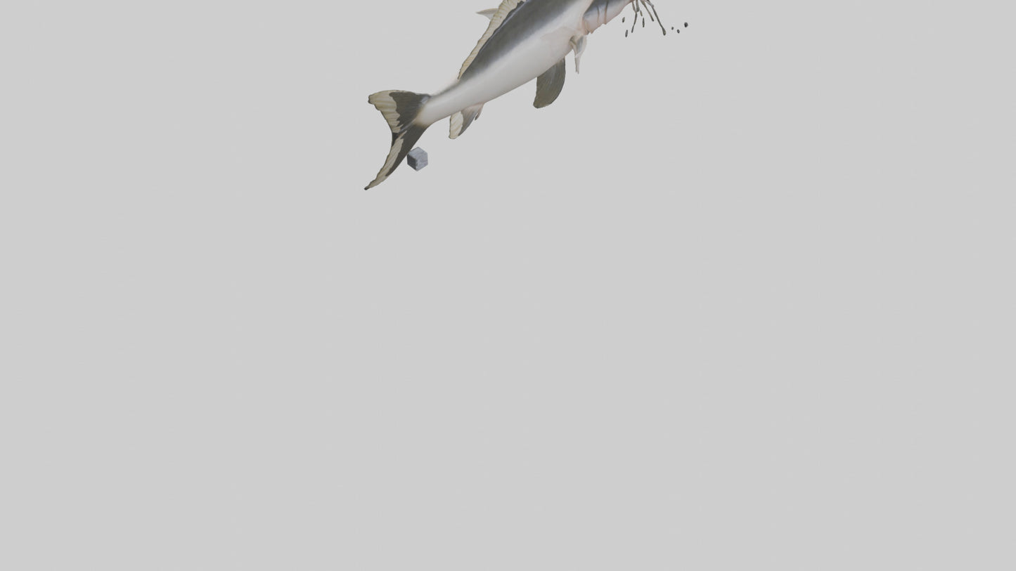 3D model Pangasius Catfish swimming model VR / AR / low-poly