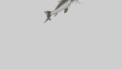 3D model Pangasius Catfish swimming model VR / AR / low-poly