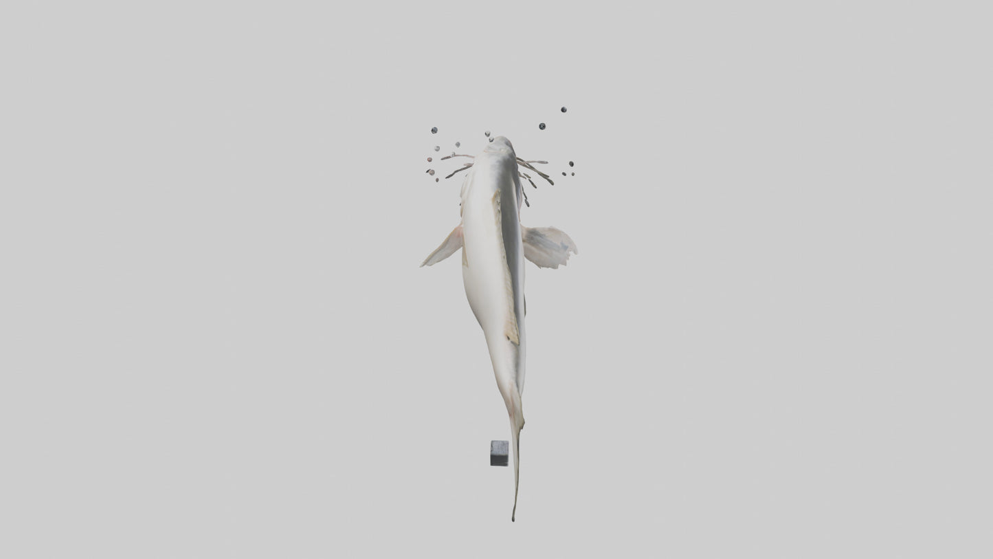 3D model Pangasius Catfish swimming model VR / AR / low-poly