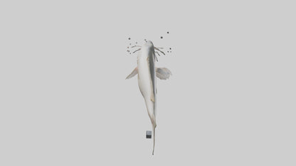 3D model Pangasius Catfish swimming model VR / AR / low-poly