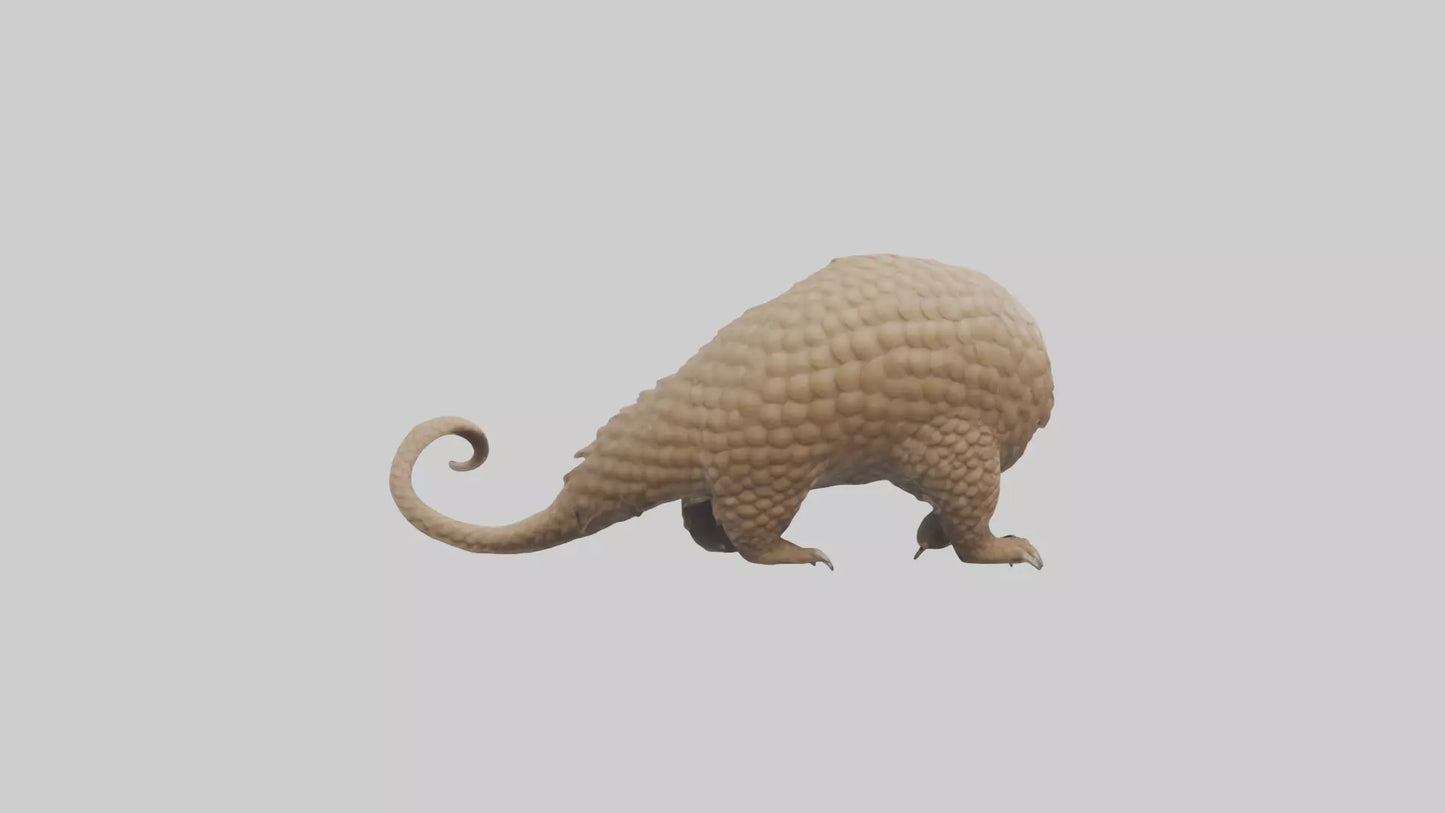 3D model Pangolin Body Model VR / AR / low-poly