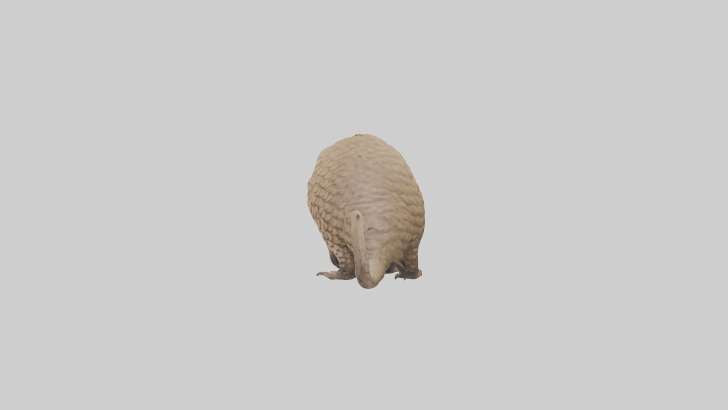 3D model Pangolin Body Model VR / AR / low-poly