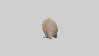 3D model Pangolin Body Model VR / AR / low-poly