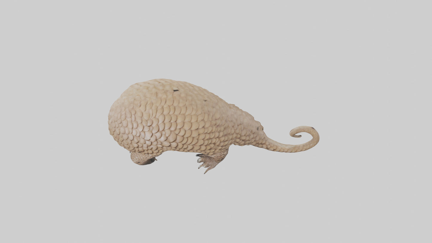 3D model Pangolin Body Model VR / AR / low-poly
