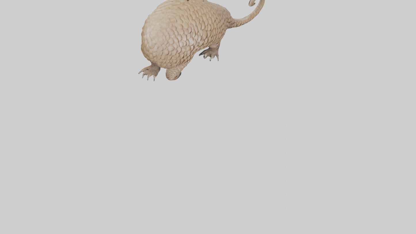 3D model Pangolin Body Model VR / AR / low-poly